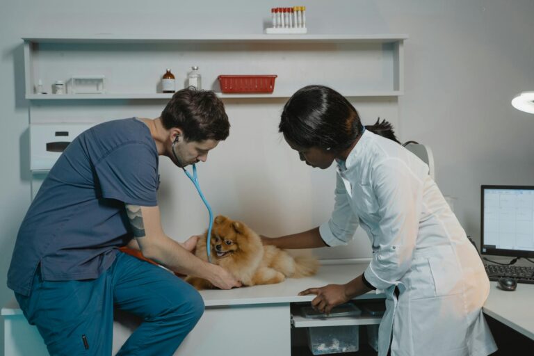 a vet checking a pomeranian dog